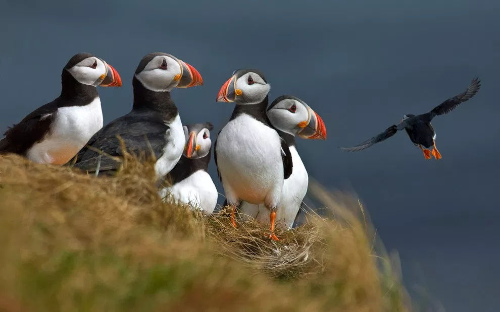 Puffin colony in South Iceland